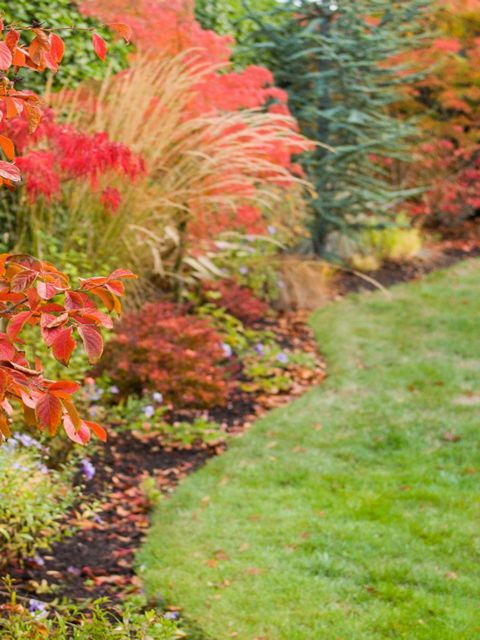 Mastering Autumn Lawn Care Your Ultimate Guide