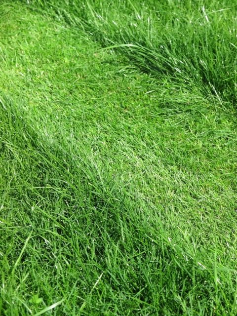 Spring Lawn Care and Maintenance Tips