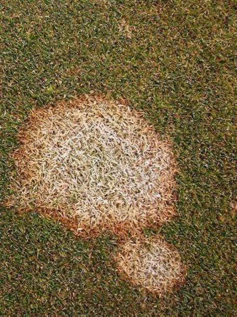 Fusarium, Causes, Symptoms, Treatment