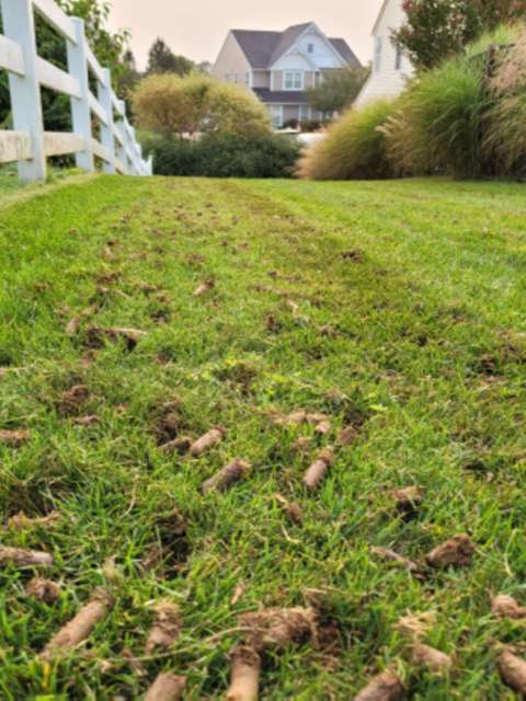 Lawn Aeration 101: Achieve a Greener, Lawn 
