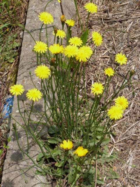 Lawn Weeds Common Catsear