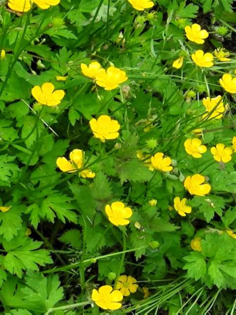 Lawn Weeds Creeping Buttercup
