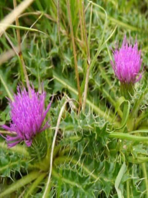 Lawn Weeds Creeping Thistle Conundrum
