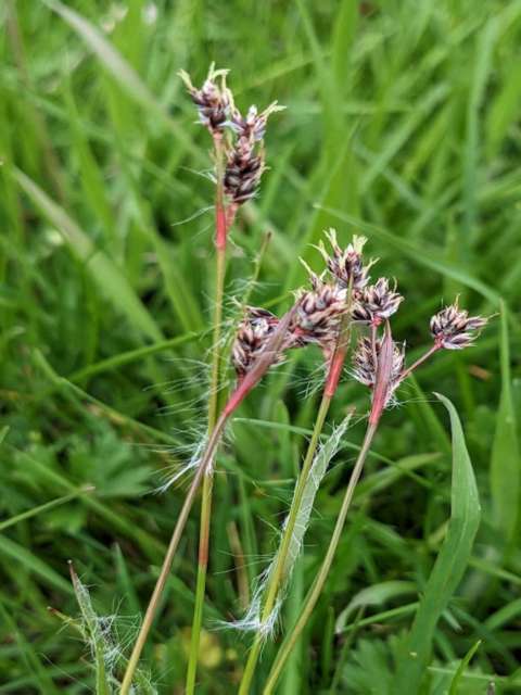 Managing Lawn Weeds Field Woodrush