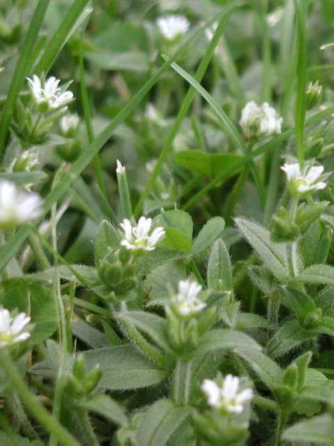 Lawn Weeds Mouse Ear Chickweed