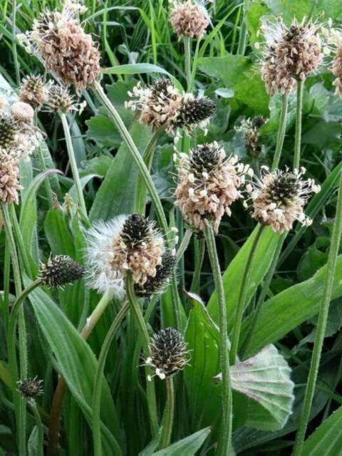 Lawn Weeds Ribwort Rampage