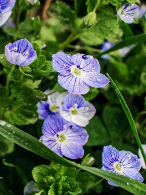 Managing Lawn Weeds Speedwell