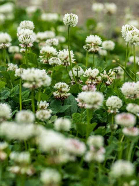 Managing Lawn Weeds The Resilient White Clover
