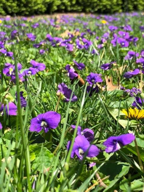 Managing Lawn Weeds Violet Vexation