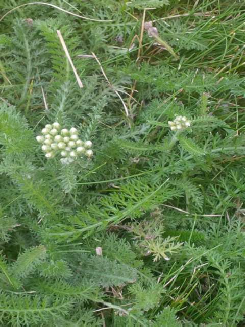 Managing Lawn Weeds Yarrow Woes