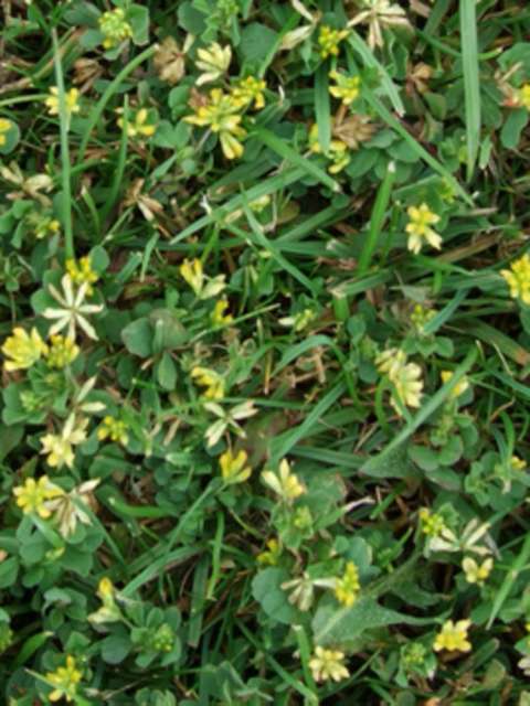 Lawn Weeds Yellow Suckling Clover