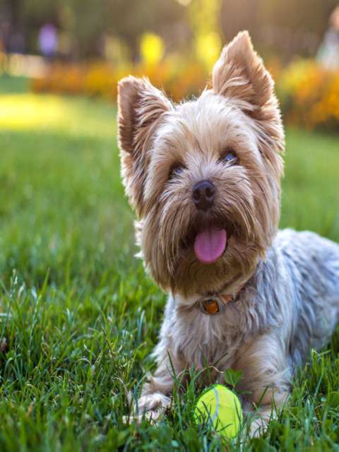 Lawns for Dogs Your Guide