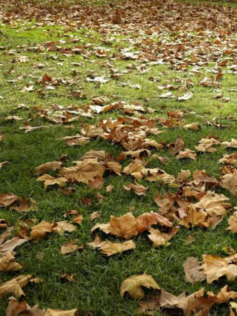 Leaf Management for a Pristine Garden