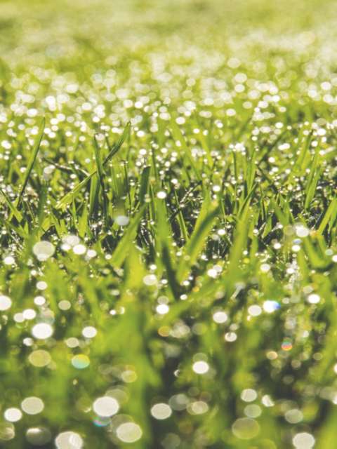 The Magic of Lawn Wetting Agents: A Guide