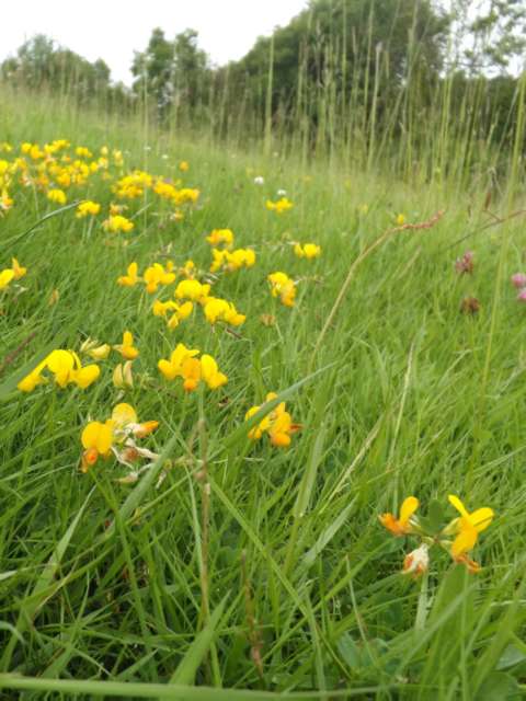 Managing Lawn Weeds Birdsfoot Trefoil