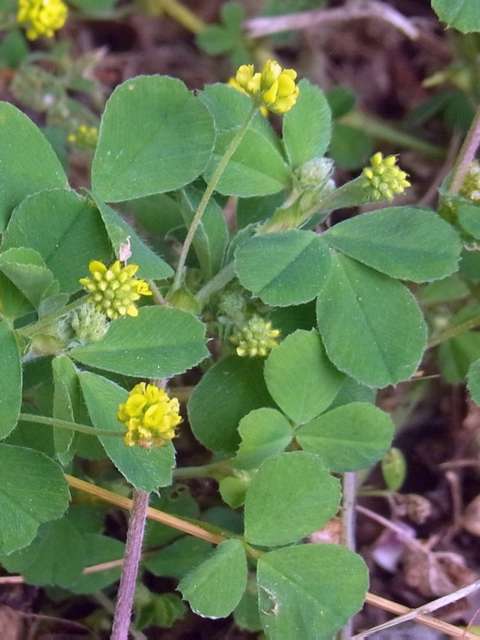 Managing Lawn Weeds Black Medic