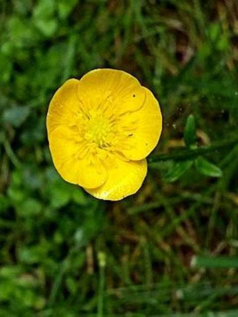 Managing Lawn Weeds Bulbous Buttercup
