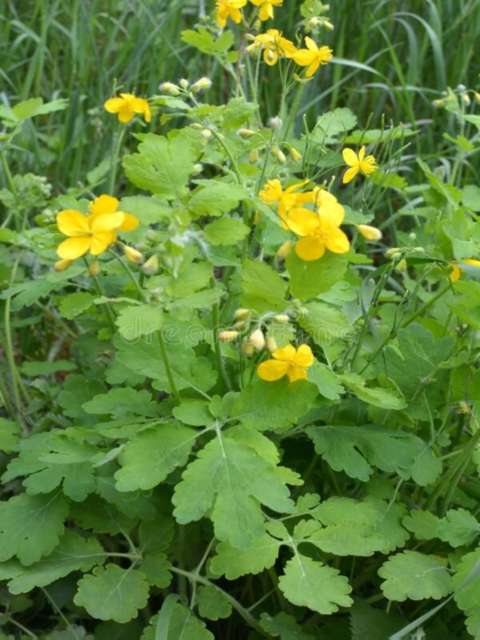 Managing Lawn Weeds Celandine