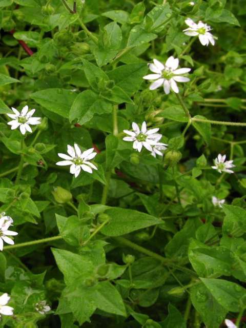 Managing Lawn Weeds Common Chickweed
