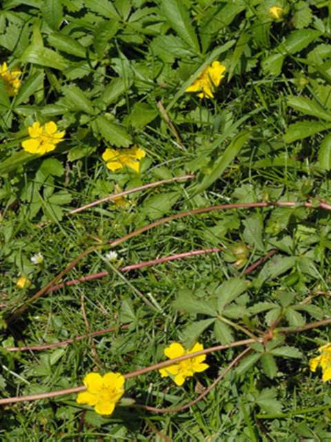 Managing Lawn Weeds Creeping Cinquefoil