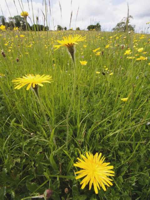 Managing Lawn Weeds Hawkbit