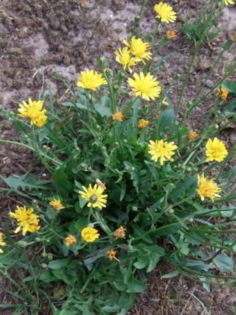 Managing Lawn Weeds Hawksbeard Hassle