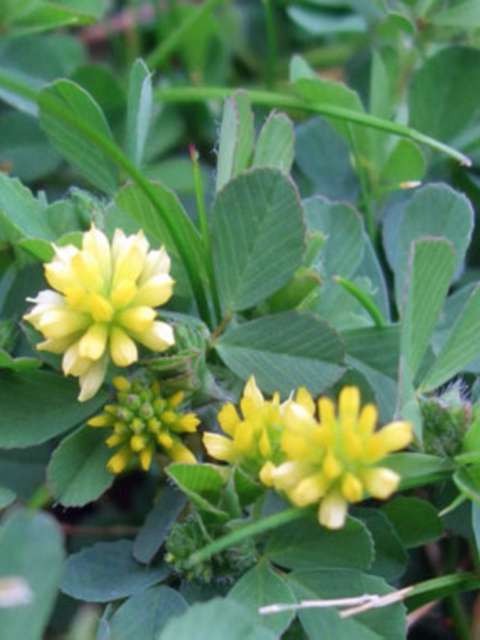 Managing Lawn Weeds Lesser Trefoil