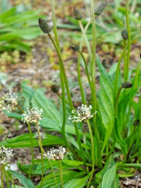 Managing Lawn Weeds Plantain Predicament