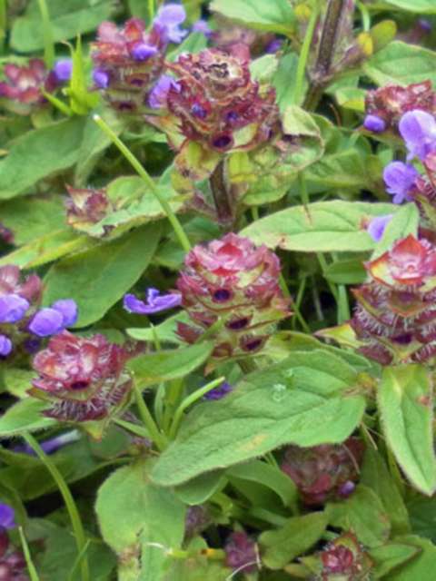 Managing Lawn Weeds Selfheal Struggle