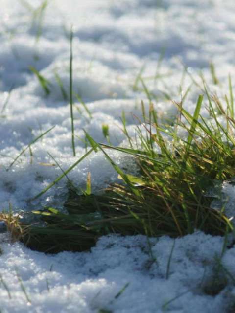 Mastering Winter Lawn Care One Stop Lawn Care