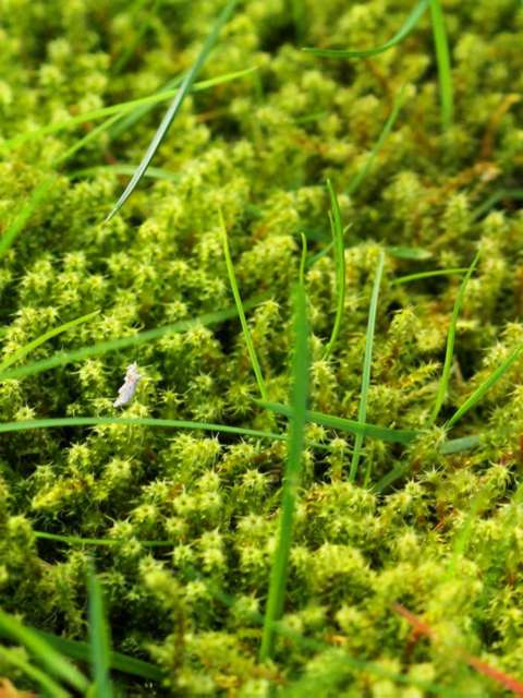 How to Manage Moss Infestations in Your Lawn