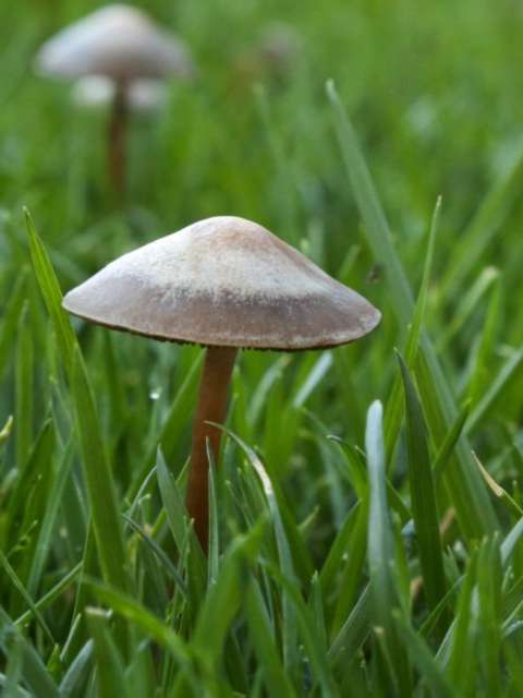 Mushrooms vs Toadstools Identification