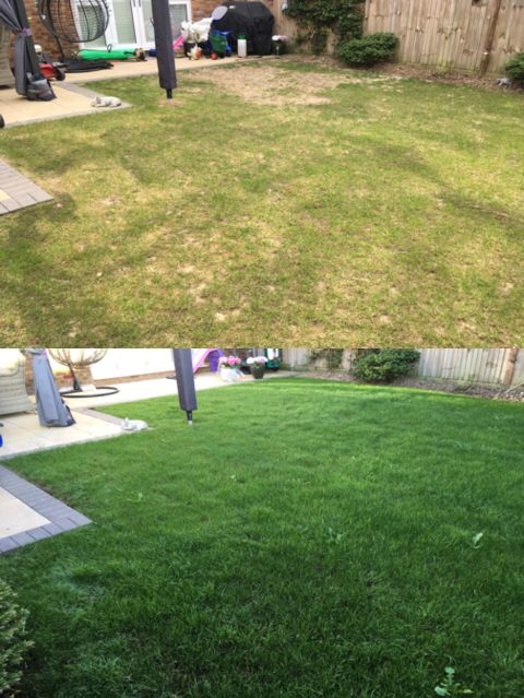 New Lawn or Renovate - Which is Better?