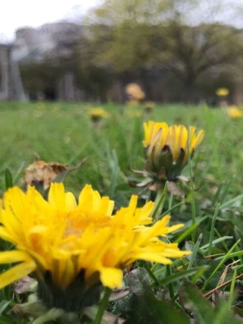 Managing the Persistent Lawn Weed Dandelion