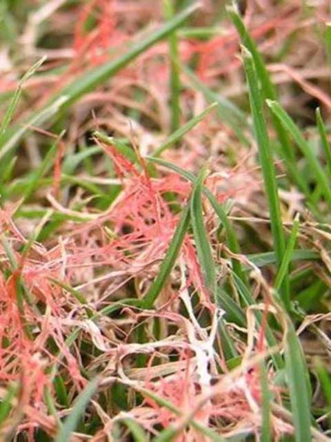 The Hidden Threat to Your Lawn - Red Thread