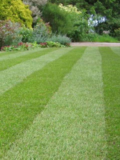 The Best Lawn Treatment Service Near You