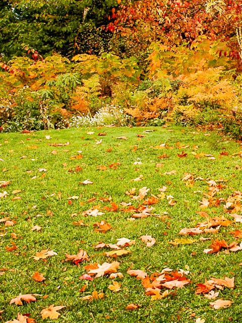 An image of a well-maintained lawn in autumn.