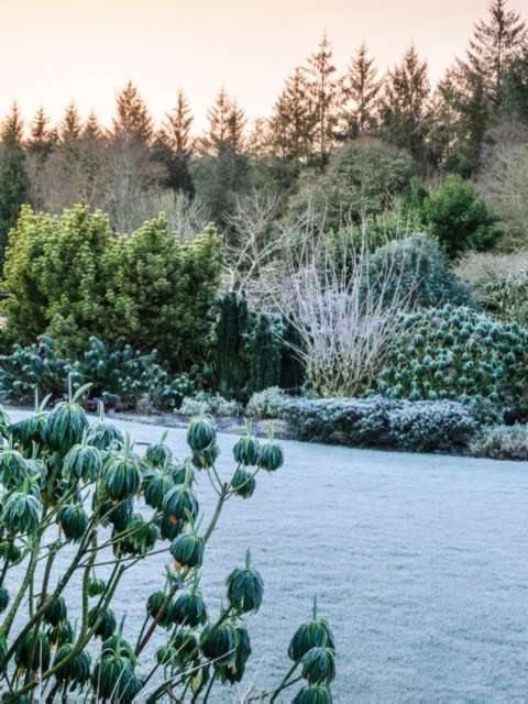 Winter Gardening Guide Essential Tips