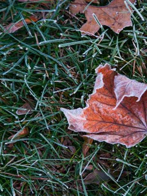 Winter Lawn Feed for a Healthy Winter Lawn