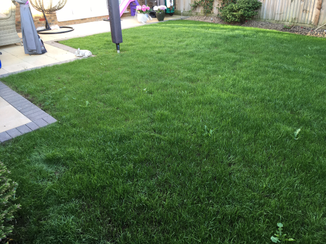 Full Lawn Renovation Westvale Horley May 2022 | One Stop lawn Care