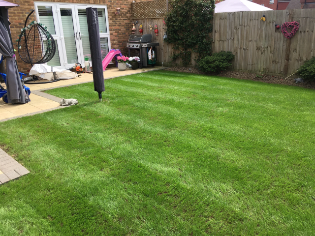 Full Lawn Renovation Westvale Horley May 2022 | One Stop lawn Care