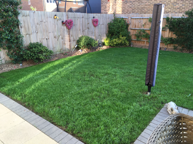 Full Lawn Renovation Westvale Horley May 2022 | One Stop lawn Care