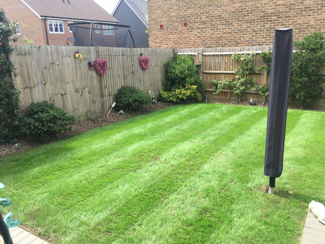 Full Lawn Renovation Westvale Horley May 2022 | One Stop lawn Care