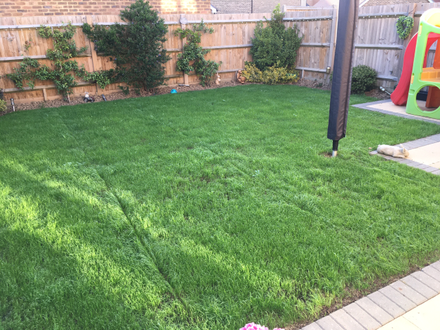 Full Lawn Renovation Westvale Horley May 2022 | One Stop lawn Care