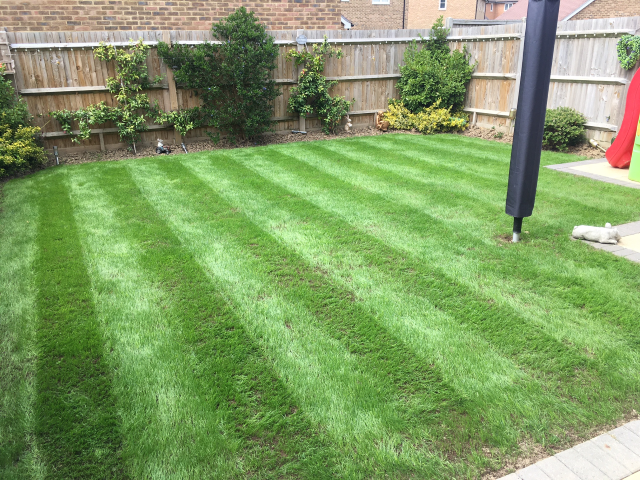 Full Lawn Renovation Westvale Horley May 2022 | One Stop lawn Care