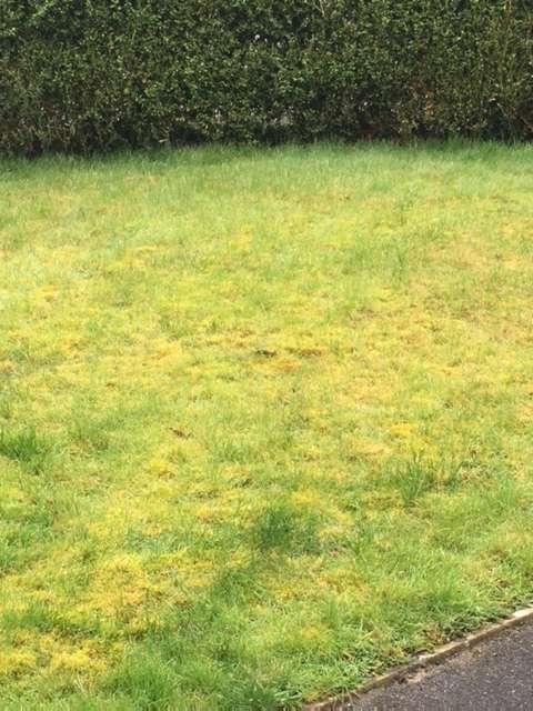 Moss Treatments, One Stop Lawn Care, Horley, Surrey